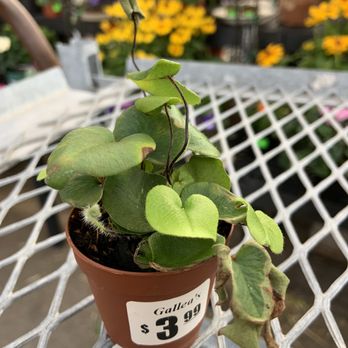 Galleas Florist Greenhouse Your Community Marketplace: It's quick and easy. Learn, Shop, Sell, and connect with friends and family.