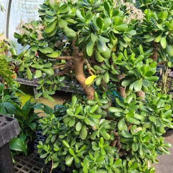 Galleas Florist Greenhouse2 Your Community Marketplace: It's quick and easy. Learn, Shop, Sell, and connect with friends and family.