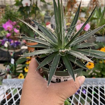 Galleas Florist Greenhouse3 Your Community Marketplace: It's quick and easy. Learn, Shop, Sell, and connect with friends and family.