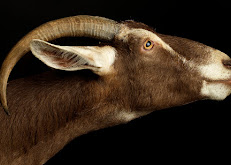 Walter Colley Images1 Your Community Marketplace: It's quick and easy. Learn, Shop, Sell, and connect with friends and family.